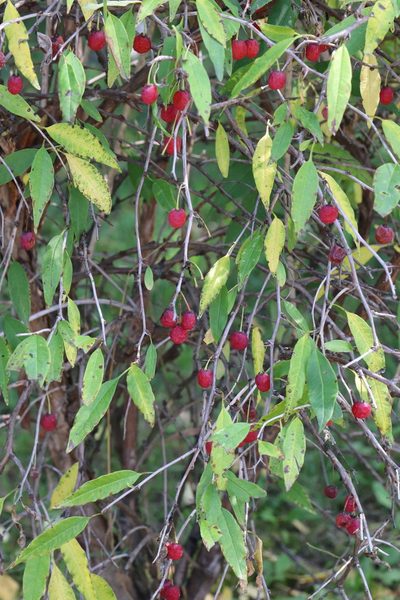 Prinsepia sinensis, photographed by Nina Filippova