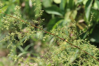 Artemisia scoparia, photographed by Nina Filippova