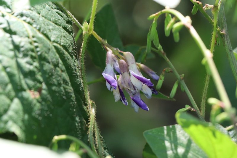 Amphicarpaea edgeworthii, photographed by Nina Filippova