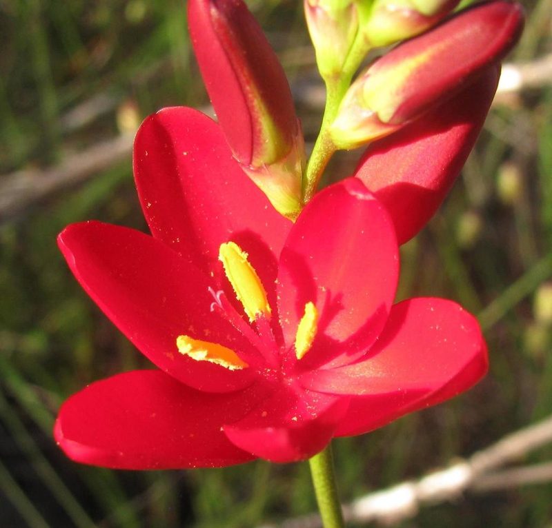 Ixia campanulata, photographed by douglaseustonbrown