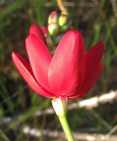 Ixia campanulata, photographed by douglaseustonbrown