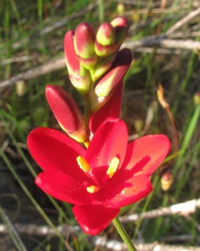 Ixia campanulata, photographed by douglaseustonbrown