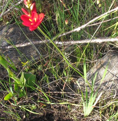 Ixia campanulata, photographed by douglaseustonbrown