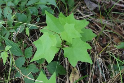 Menispermum dauricum, photographed by Nina Filippova
