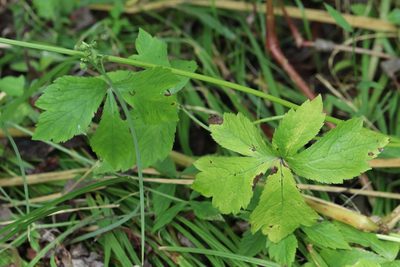 Sanicula chinensis, photographed by Nina Filippova