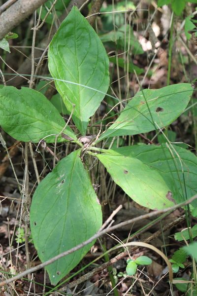 Brachybotrys paridiformis, photographed by Nina Filippova