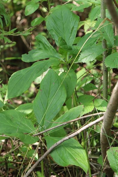 Brachybotrys paridiformis, photographed by Nina Filippova