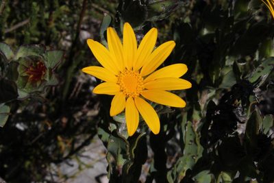 Osteospermum australe, photographed by Tony Rebelo