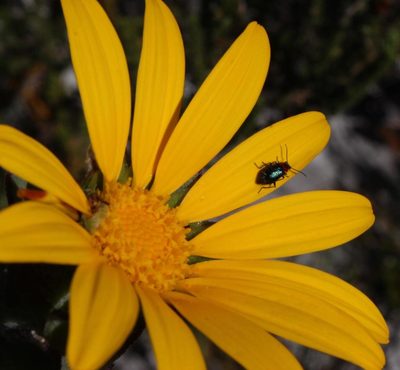 Osteospermum australe, photographed by Tony Rebelo