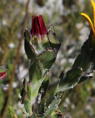 Osteospermum australe, photographed by Tony Rebelo