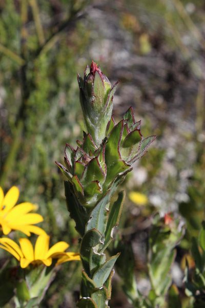 Osteospermum australe, photographed by Tony Rebelo