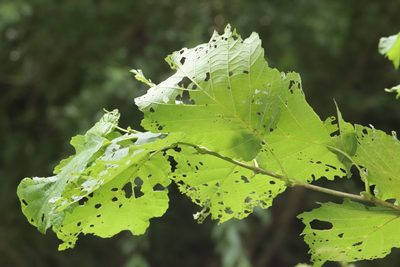 Alnus hirsuta, photographed by Nina Filippova