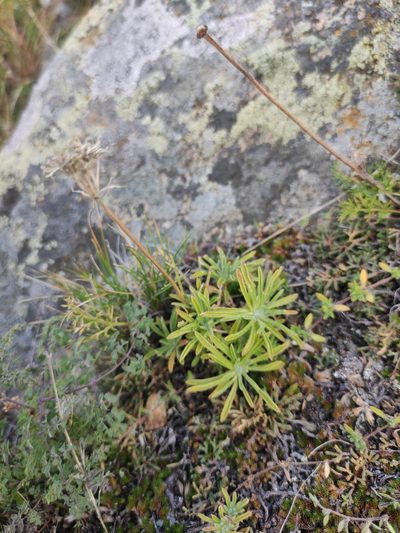 Stevenia tenuifolia, photographed by Юлия