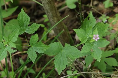 Geranium wilfordii, photographed by Nina Filippova