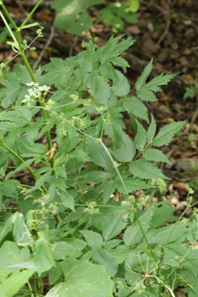 Ostericum sieboldii, photographed by Nina Filippova