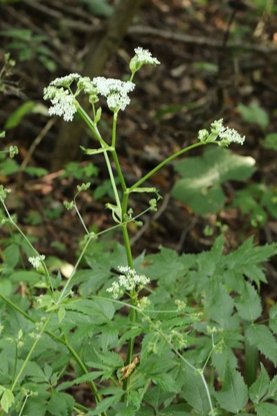 Ostericum sieboldii, photographed by Nina Filippova