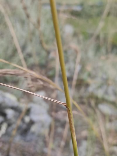 Achnatherum sibiricum, photographed by Юлия
