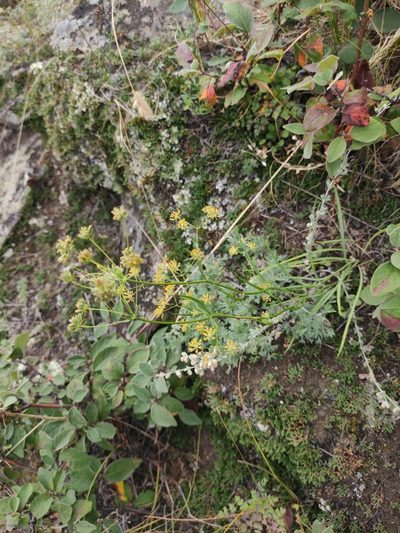 Bupleurum scorzonerifolium, photographed by Юлия