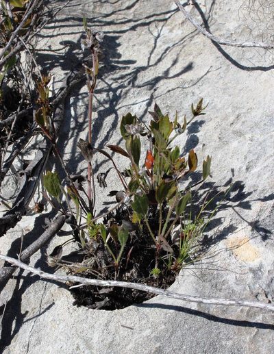 Centella brachycarpa, photographed by Tony Rebelo
