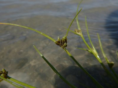 Cyperus pannonicus, photographed by Gabriel Mayrhofer
