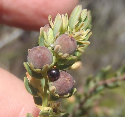 Clutia polifolia, photographed by Nicola van Berkel