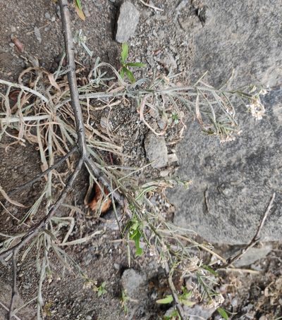 Stevenia tenuifolia, photographed by Юлия