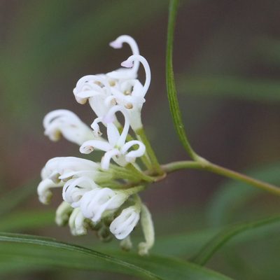 Grevillea linearifolia, photographed by tobyyy