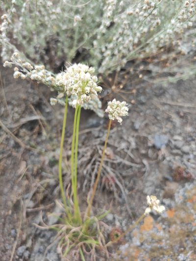 Allium stellerianum, photographed by Юлия