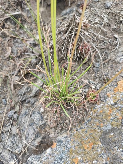 Allium stellerianum, photographed by Юлия