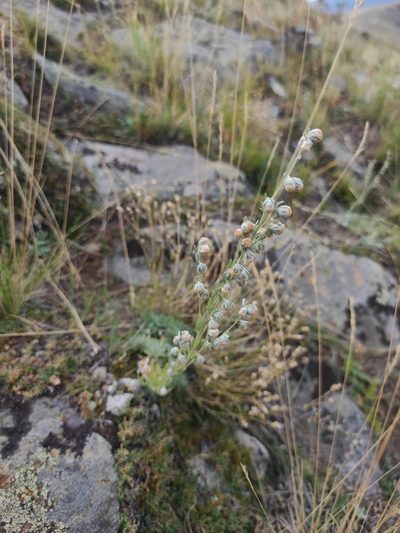 Artemisia cuspidata, photographed by Юлия