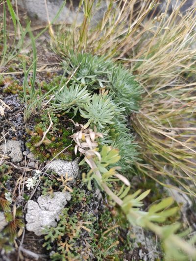 Artemisia cuspidata, photographed by Юлия