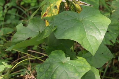 Menispermum dauricum, photographed by Nina Filippova