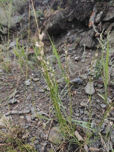 Silene jeniseensis, photographed by Юлия