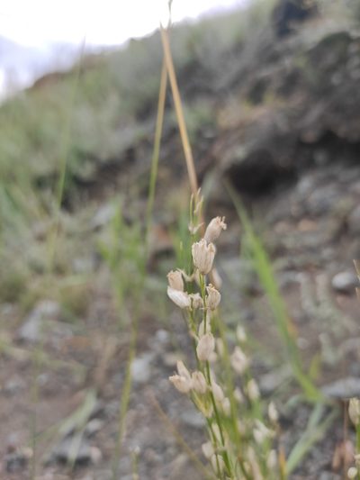 Silene jeniseensis, photographed by Юлия