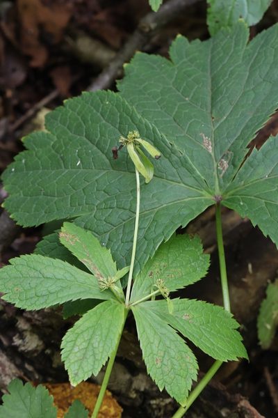 Sanicula rubriflora, photographed by Nina Filippova