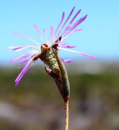 Erepsia aspera, photographed by Tony Rebelo