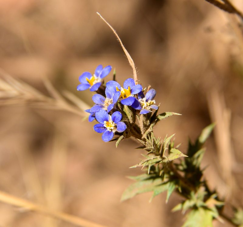 Triptilion spinosum, photographed by Nicolás Villaseca Merino
