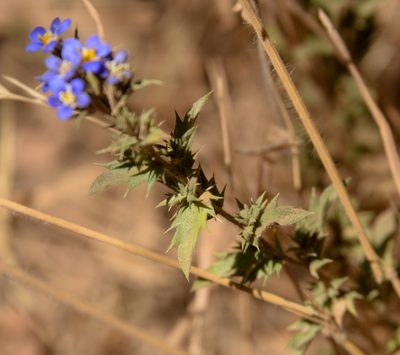 Triptilion spinosum, photographed by Nicolás Villaseca Merino