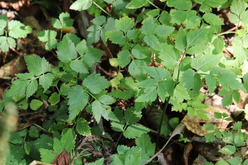 Aegopodium alpestre, photographed by Nina Filippova