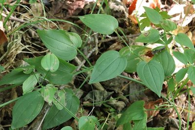 Rubia cordifolia, photographed by Nina Filippova
