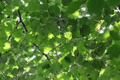 Alnus hirsuta, photographed by Nina Filippova