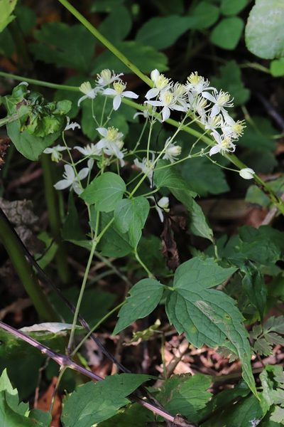 Clematis brevicaudata, photographed by Nina Filippova