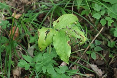 Maianthemum japonicum, photographed by Nina Filippova