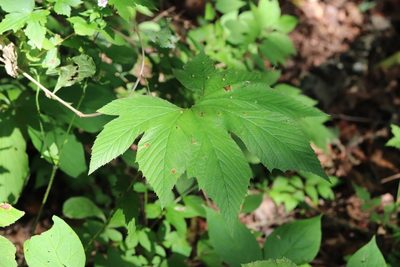 Filipendula digitata, photographed by Nina Filippova
