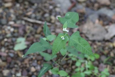 Polygonum thunbergii, photographed by Nina Filippova