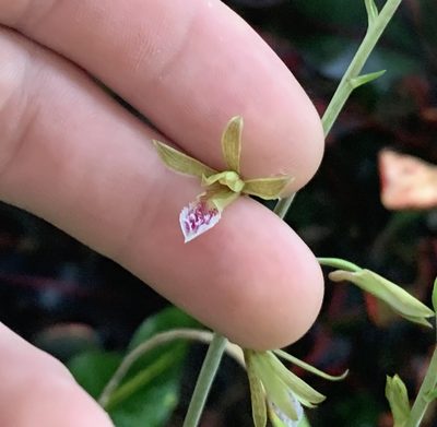 Eulophia graminea, photographed by natalie