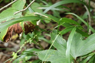 Diarrhena mandshurica, photographed by Nina Filippova