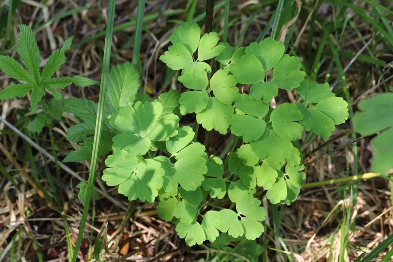 Aquilegia oxysepala, photographed by Nina Filippova