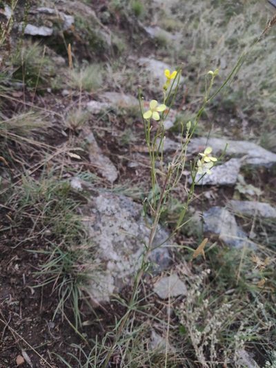 Erysimum flavum, photographed by Юлия