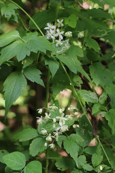 Clematis brevicaudata, photographed by Nina Filippova